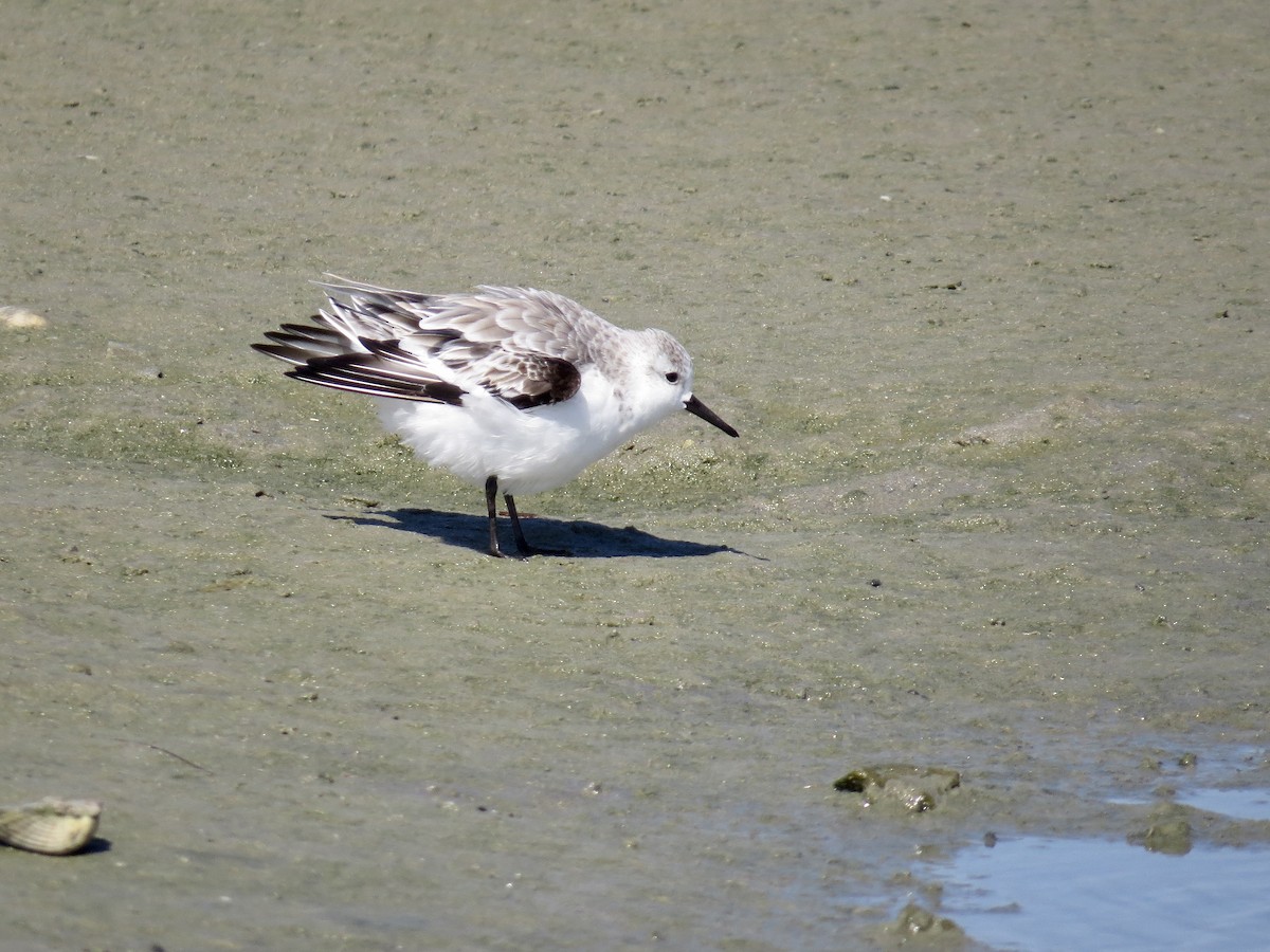 Sanderling - ML643499896