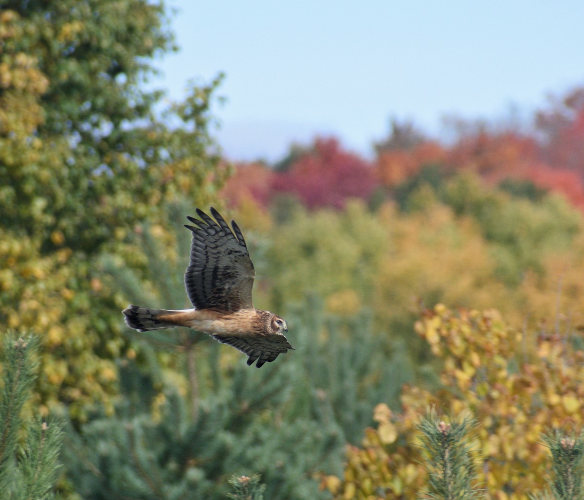 Northern Harrier - ML643499904