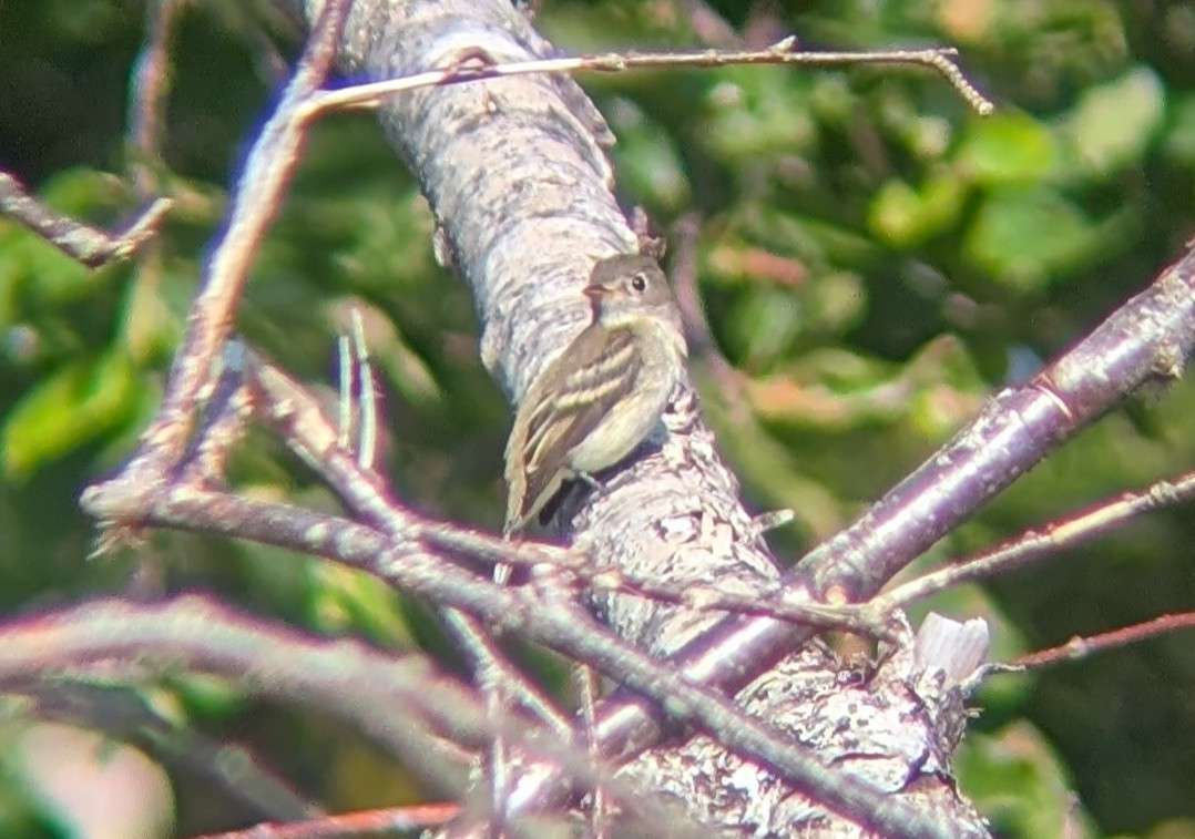 tyranovec malinký - ML643499918