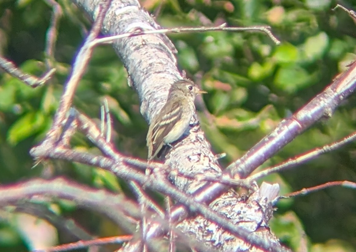 tyranovec malinký - ML643499920