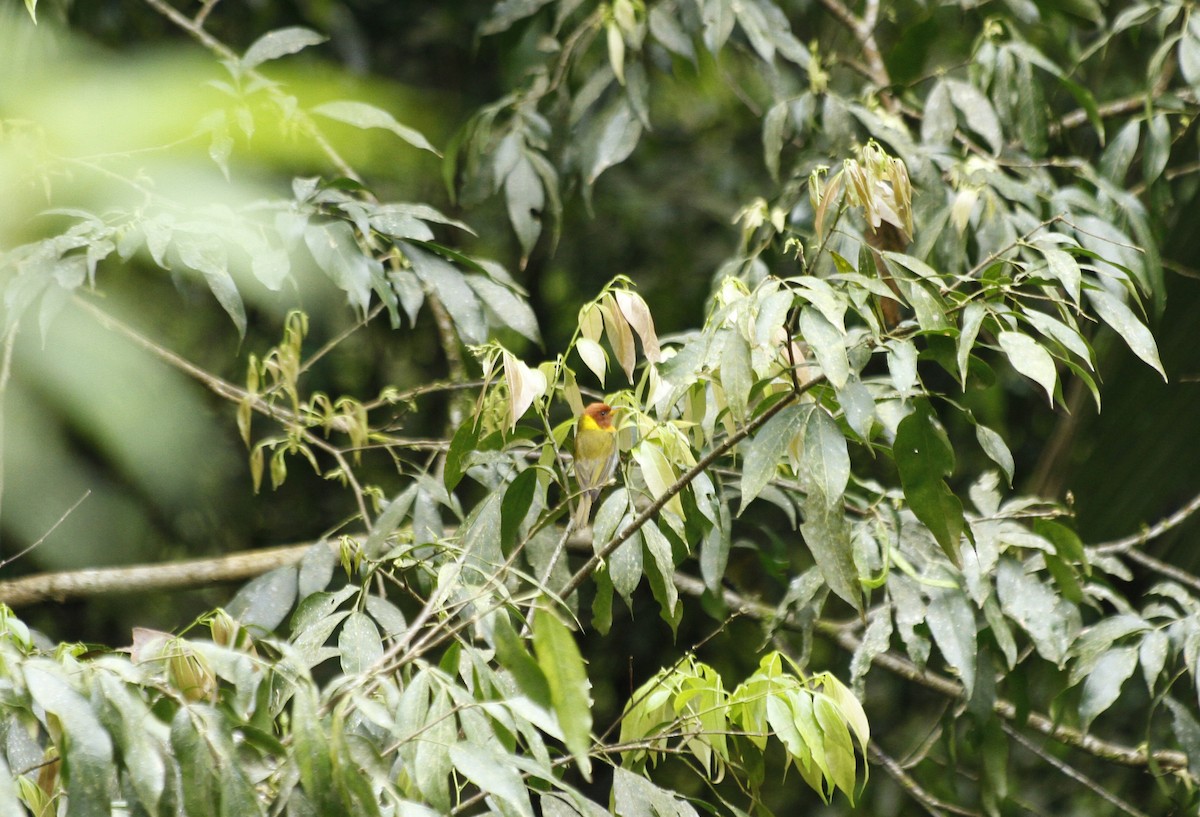 Rufous-headed Tanager - ML643499929