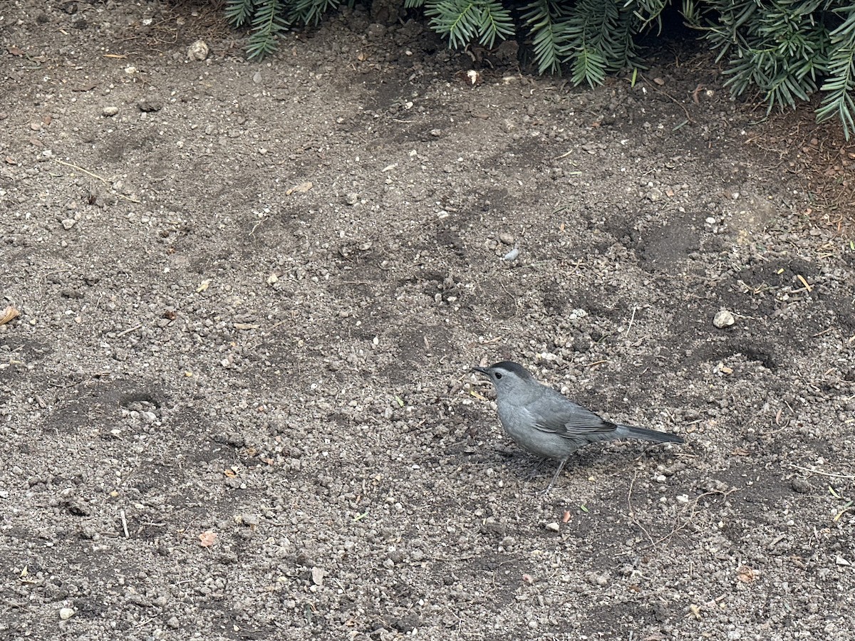 kattespottefugl - ML643499935