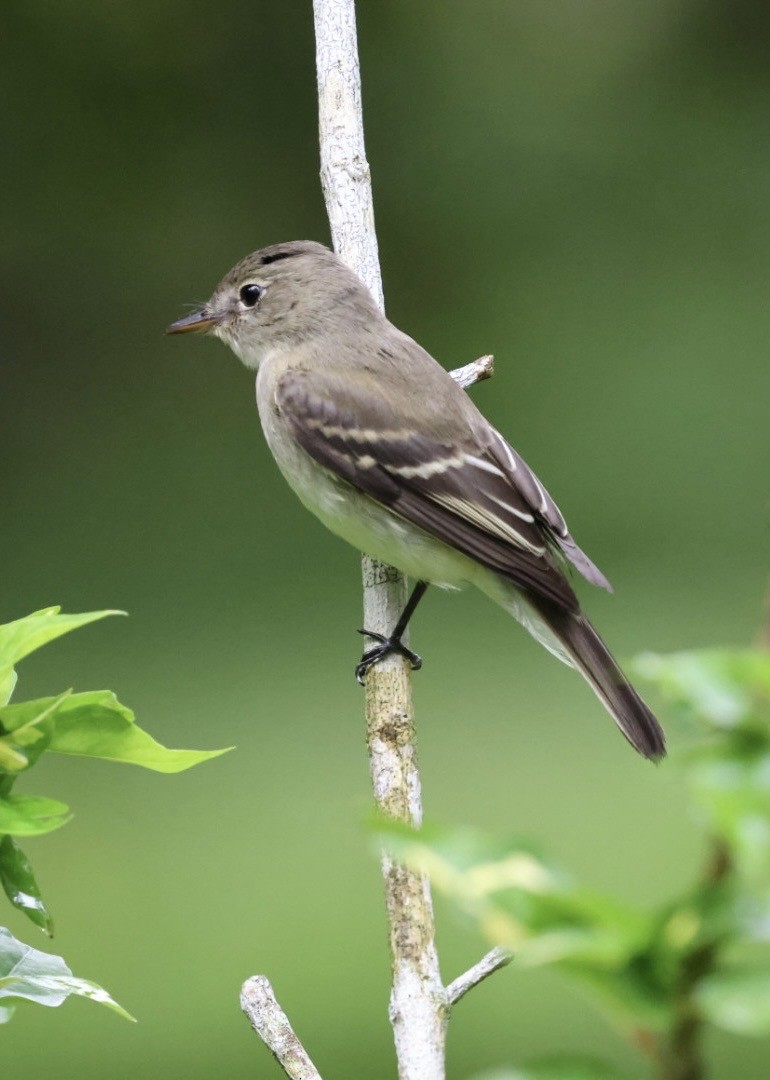 Alder Flycatcher - ML643499936