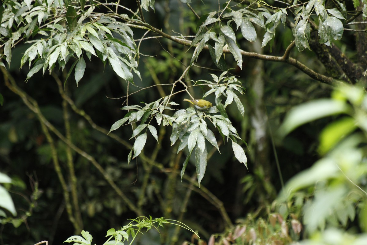 Rufous-headed Tanager - ML643499937