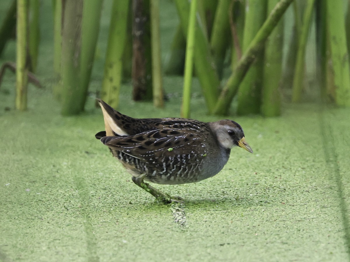 カオグロクイナ - ML643499951