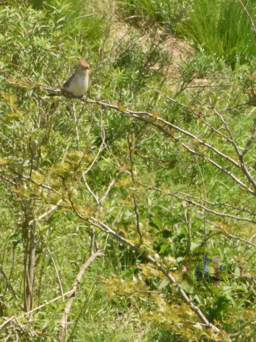 Guira Cuckoo - ML643499981