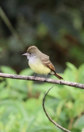 Great Crested Flycatcher - ML643499988