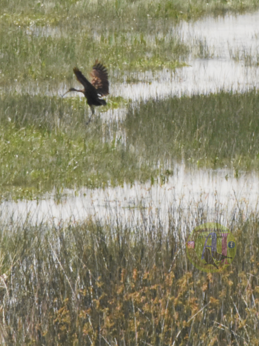 Limpkin - ML643499994