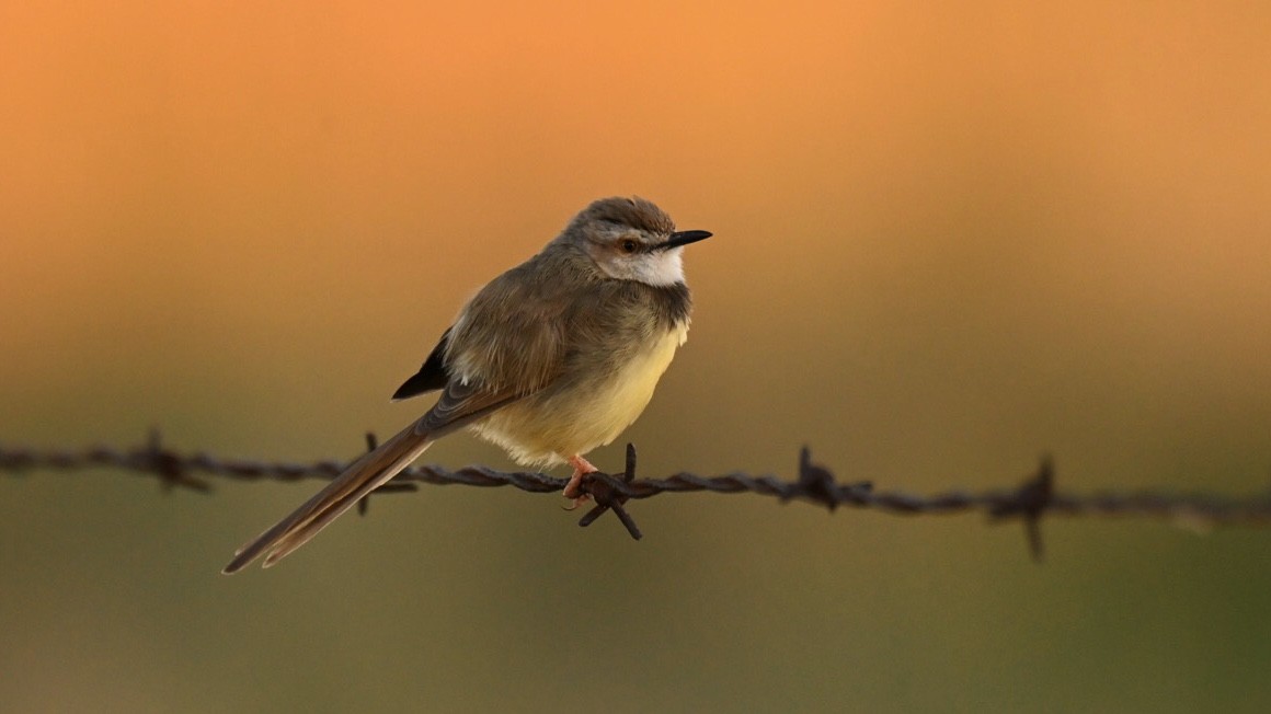 Black-chested Prinia - ML643499998