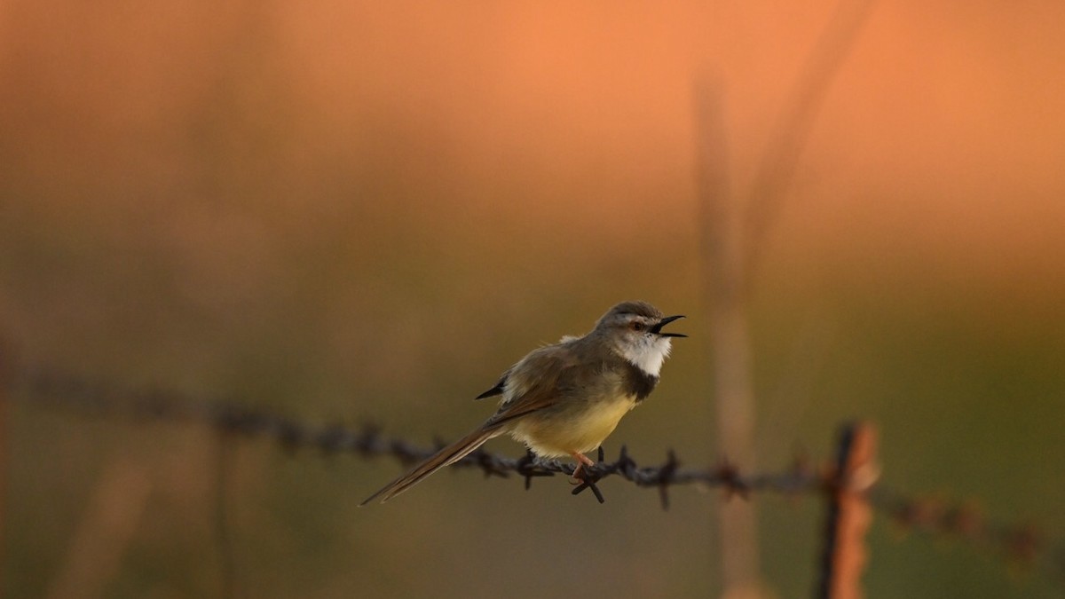 Black-chested Prinia - ML643499999