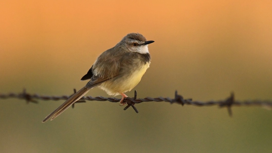 Black-chested Prinia - ML643500000