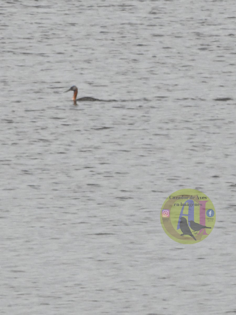 Great Grebe - ML643500003