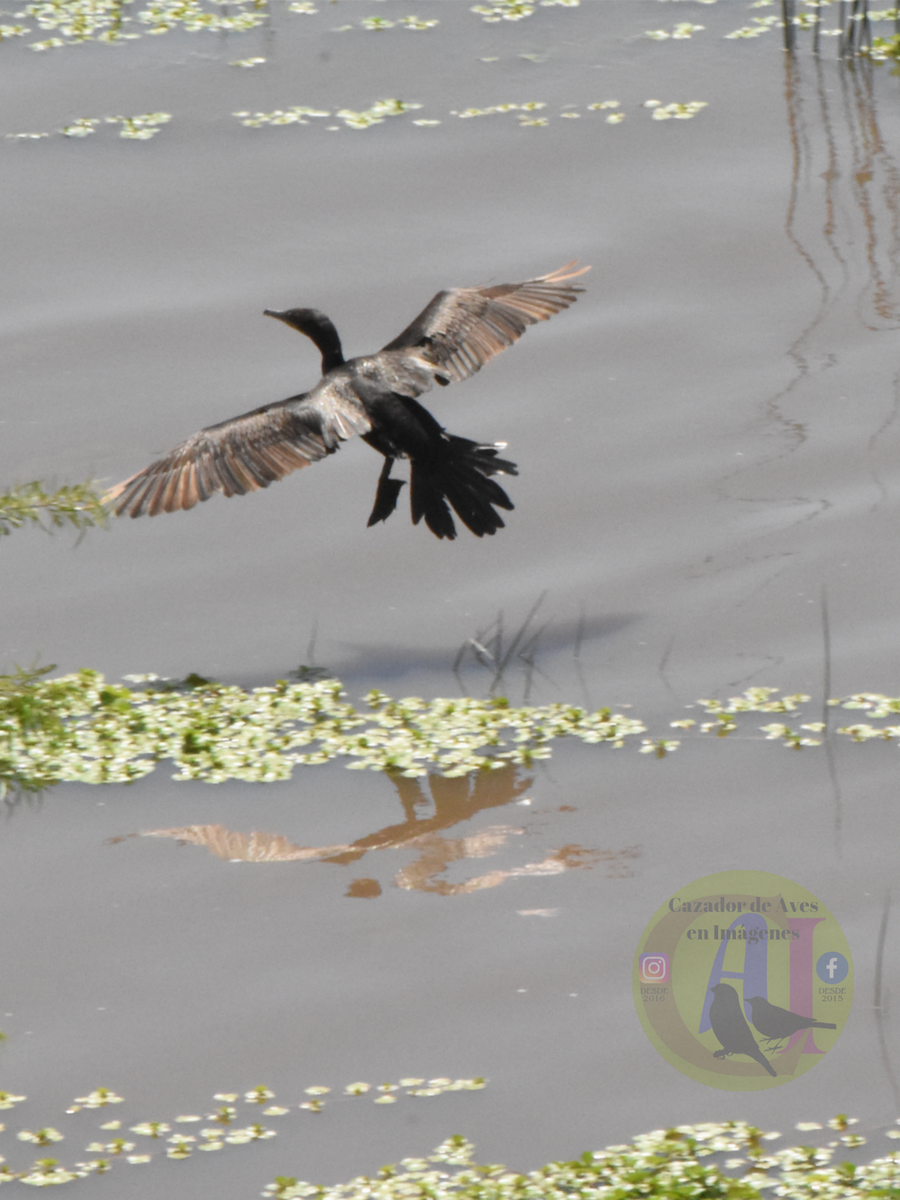 Neotropic Cormorant - ML643500009