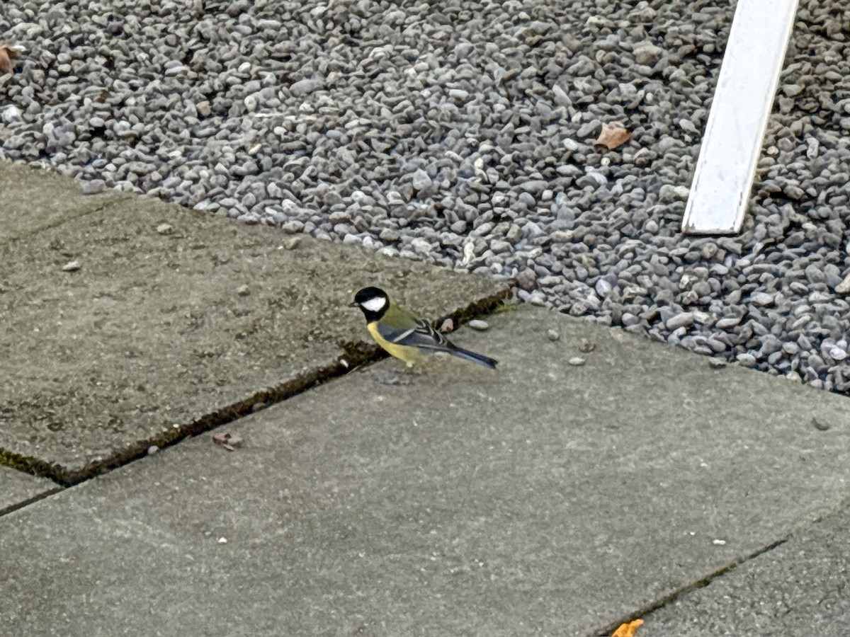 Great Tit - ML643500012