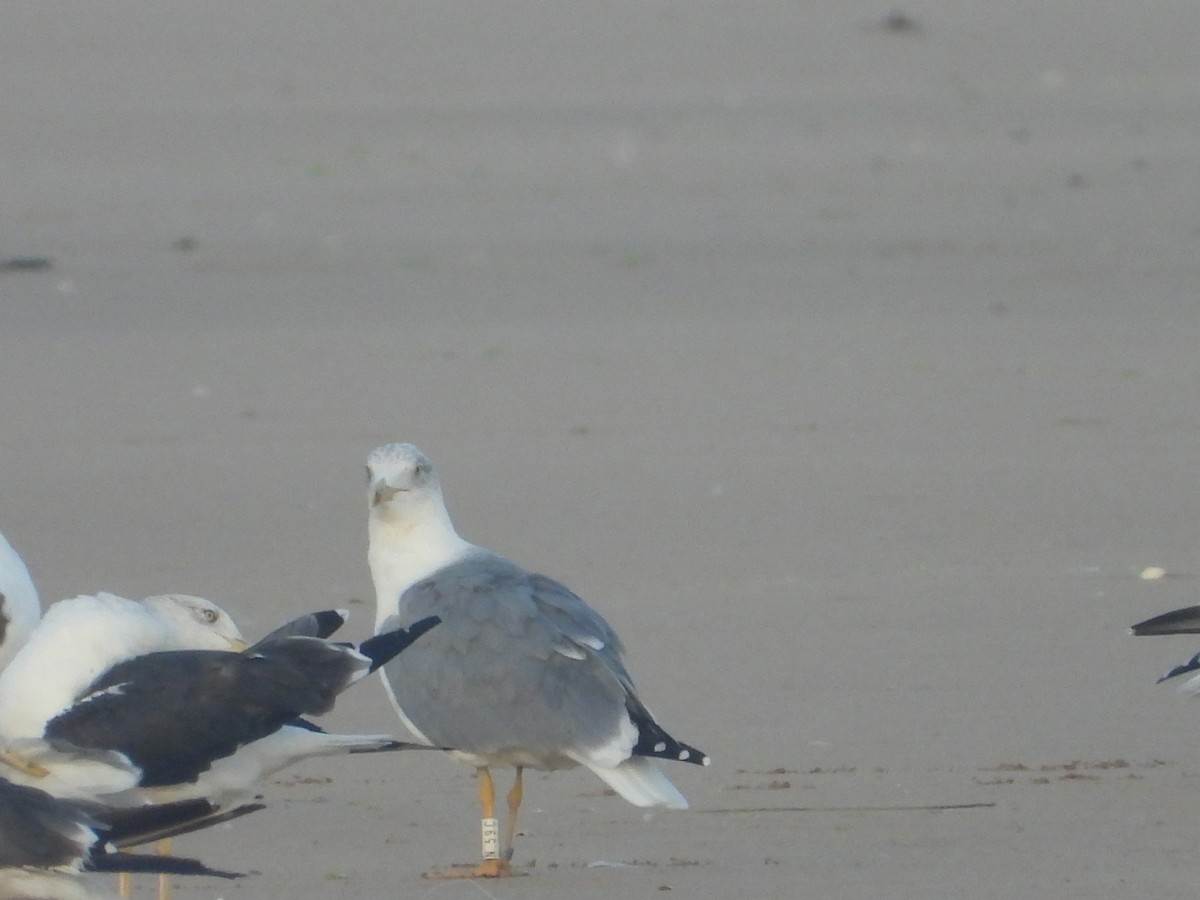 Yellow-legged Gull - ML643500013