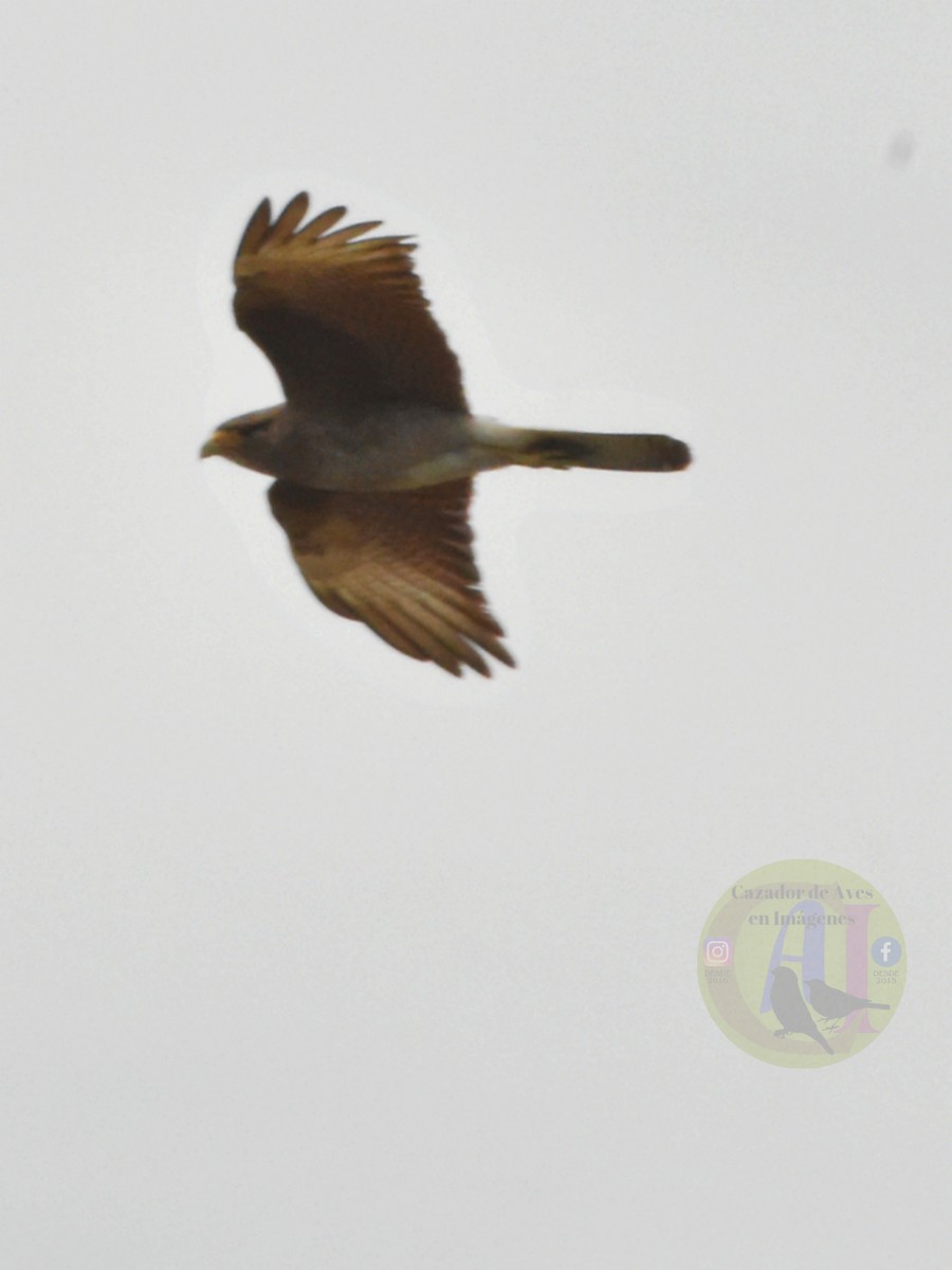 Chimango Caracara - ML643500016