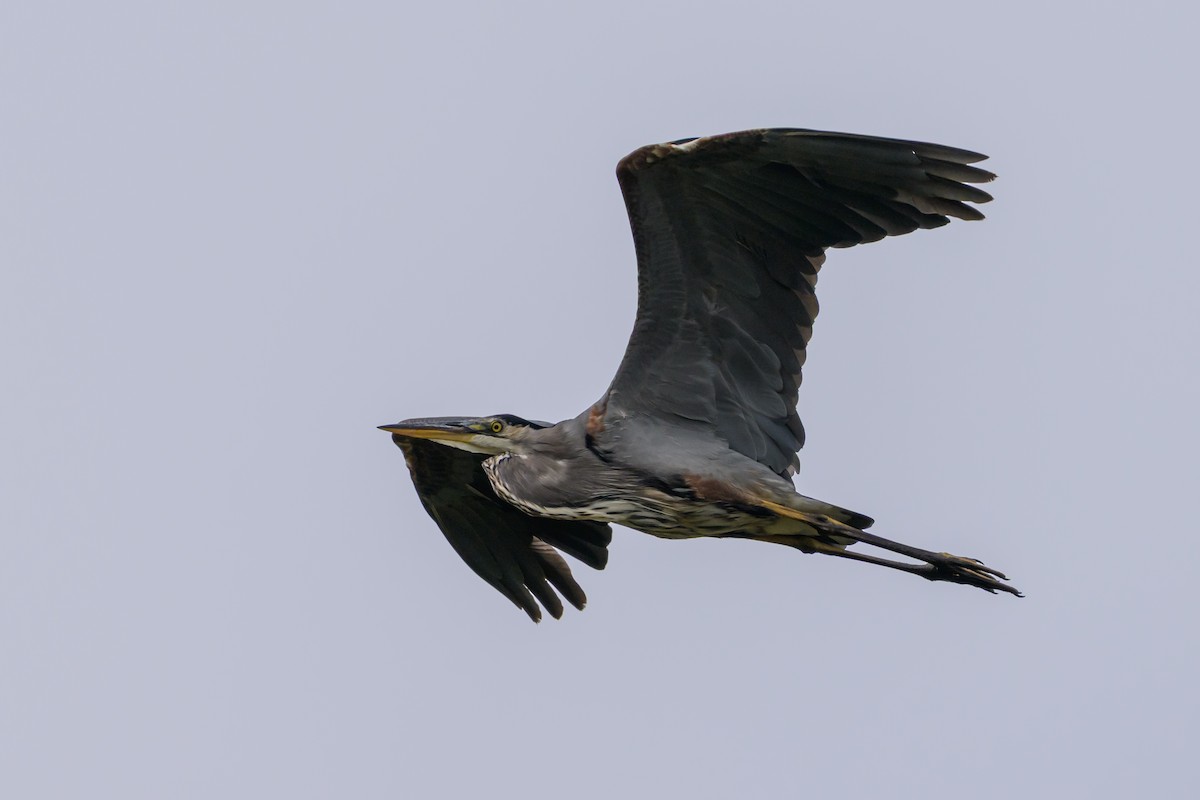 Garza Azulada - ML643500019