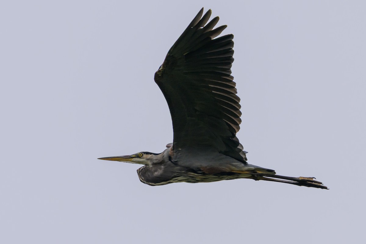 Garza Azulada - ML643500020