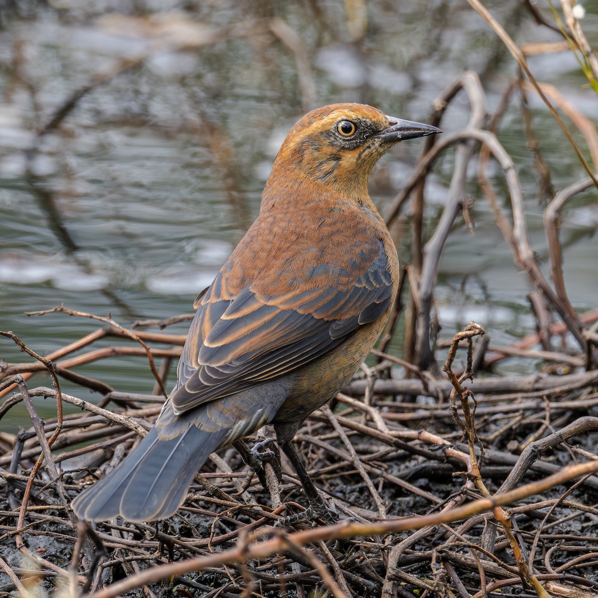Rusty Blackbird - ML643500023