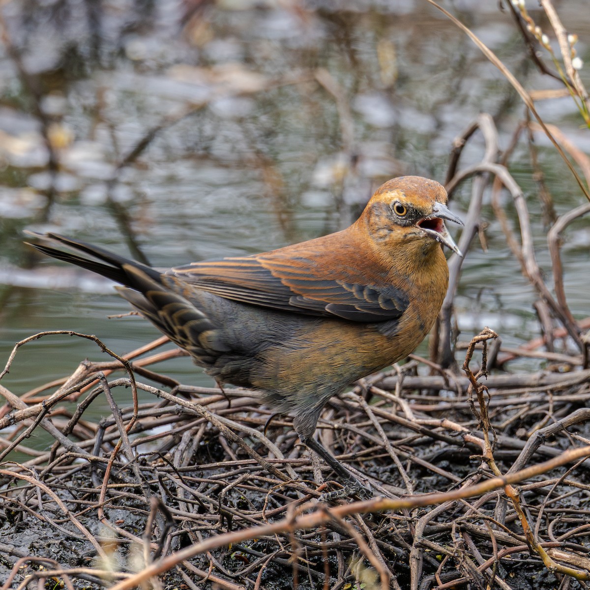 Rusty Blackbird - ML643500024