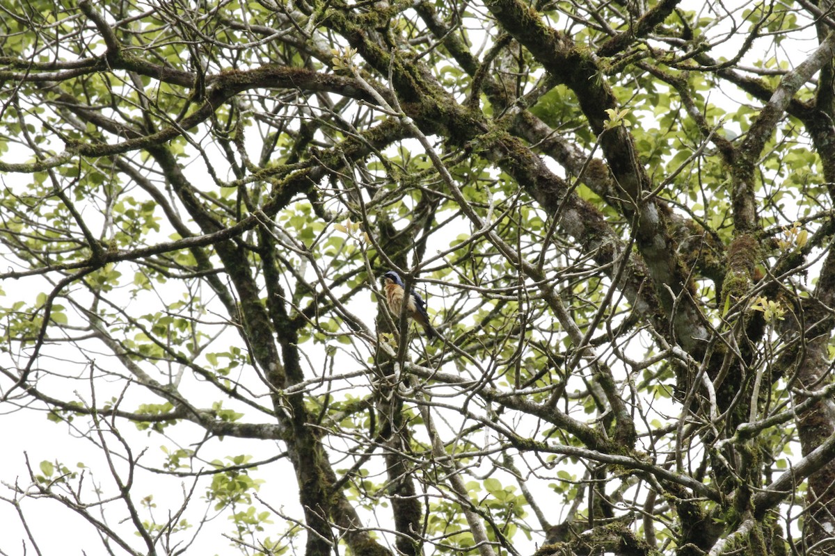 Fawn-breasted Tanager - ML643500027