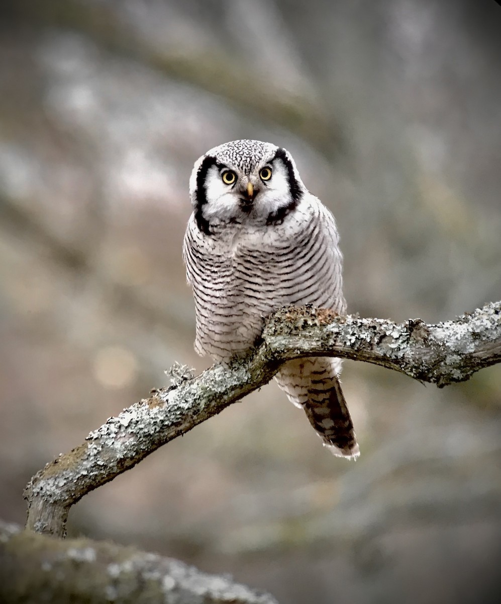 Northern Hawk Owl - ML643500038
