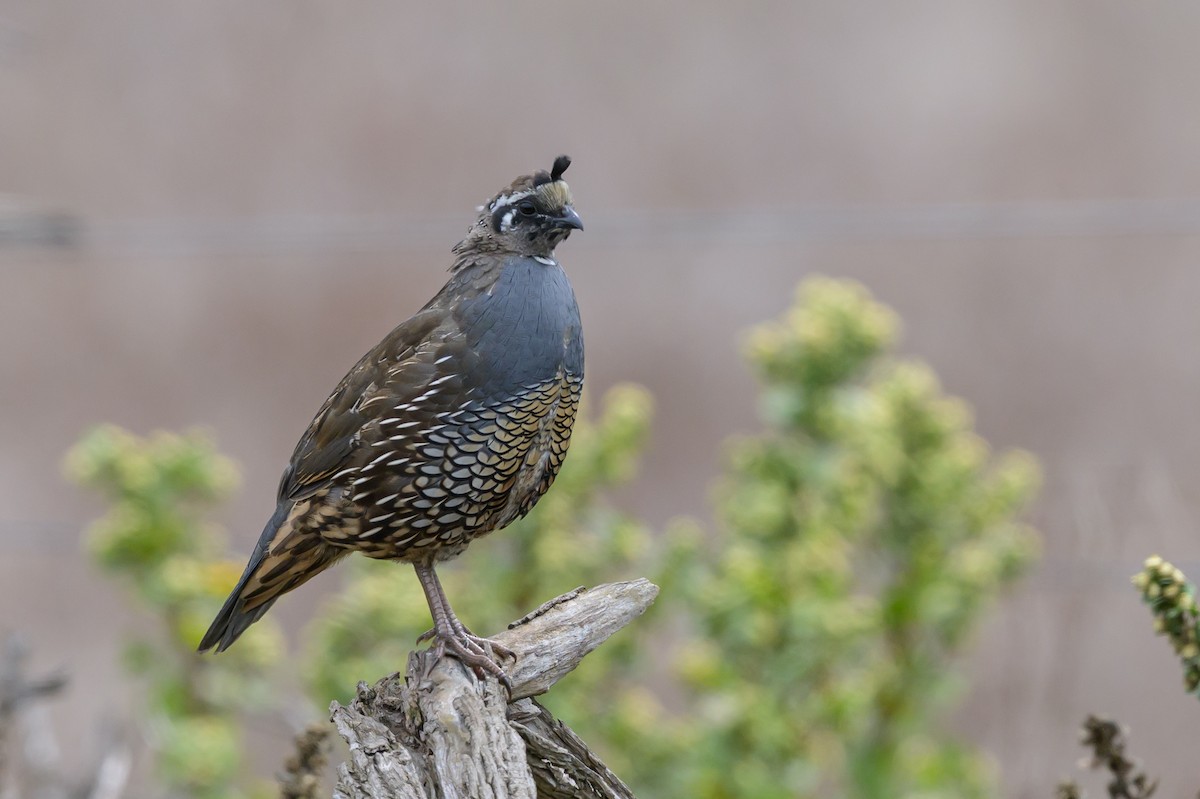 California Quail - ML643500042