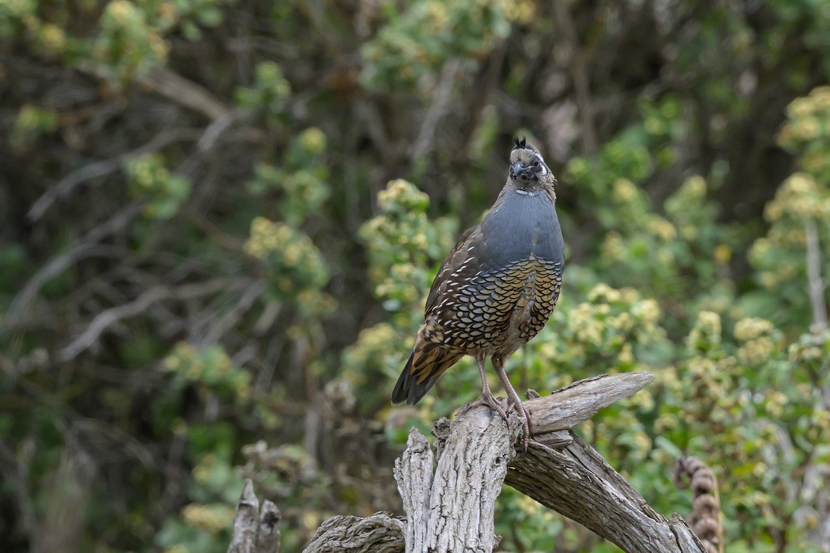 California Quail - ML643500043