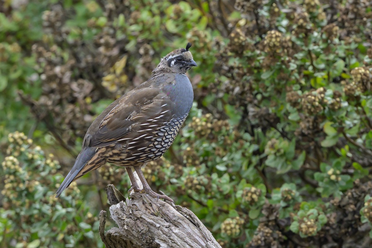 California Quail - ML643500044