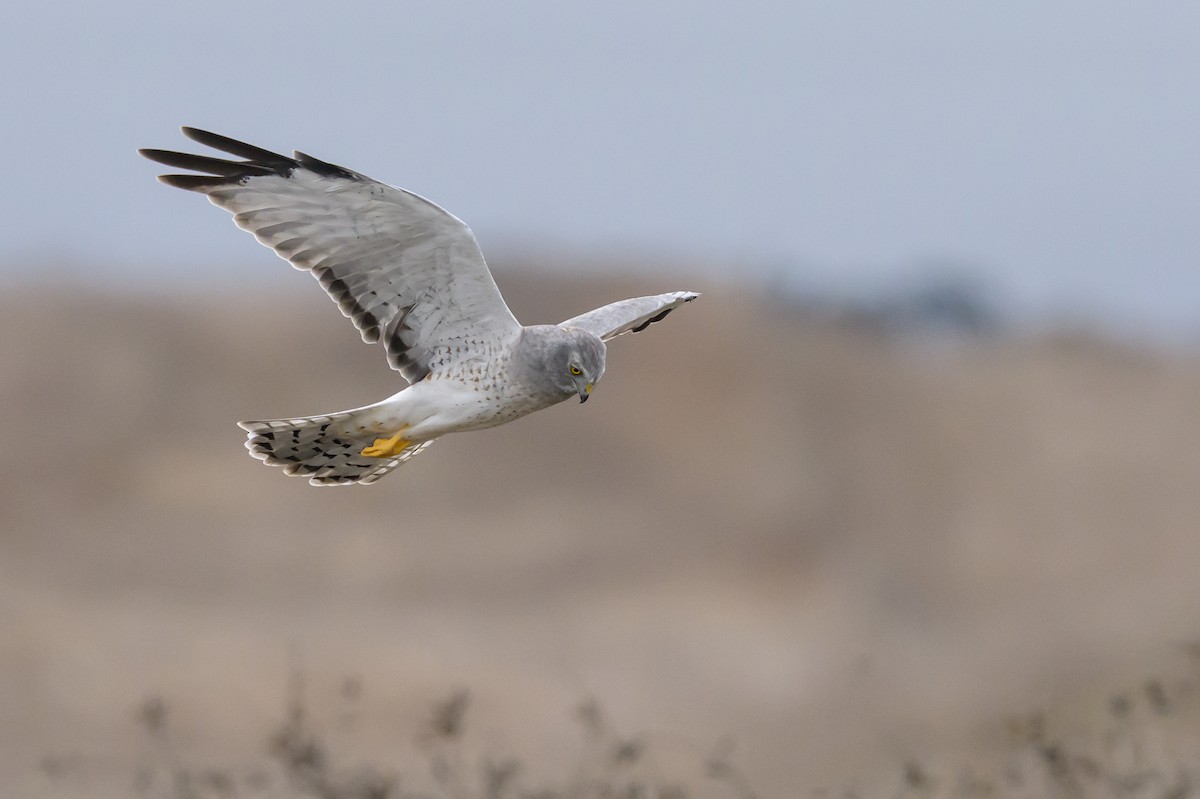 Northern Harrier - ML643500048