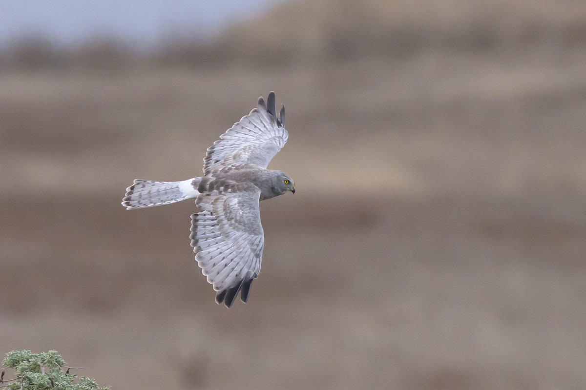 Northern Harrier - ML643500049