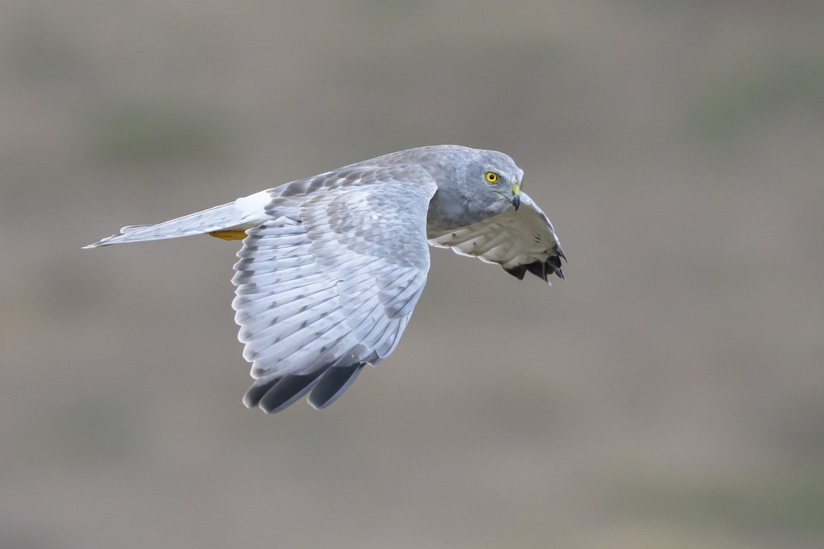 Northern Harrier - ML643500051