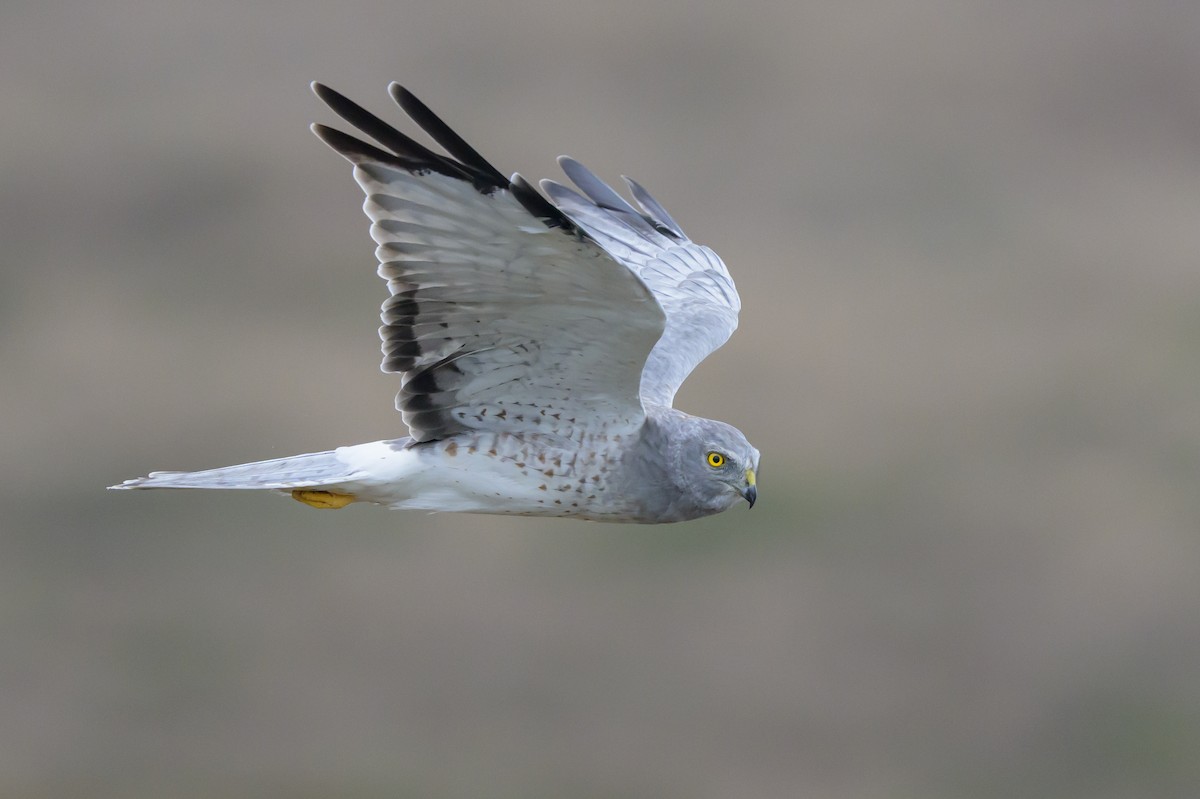 Northern Harrier - ML643500052