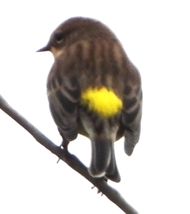 Yellow-rumped Warbler - ML643500053