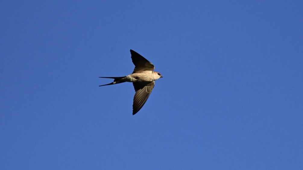 Greater Striped Swallow - ML643500055