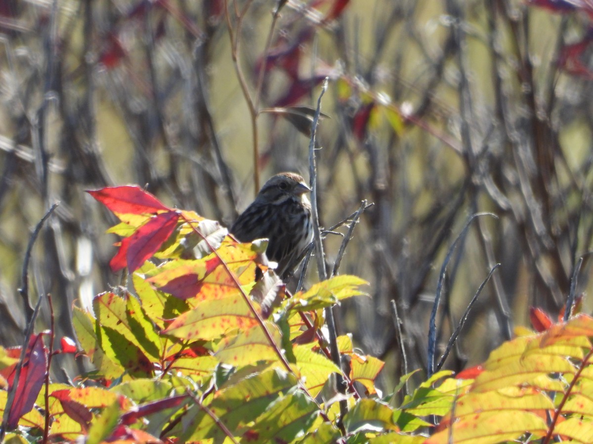 Song Sparrow - ML643500059