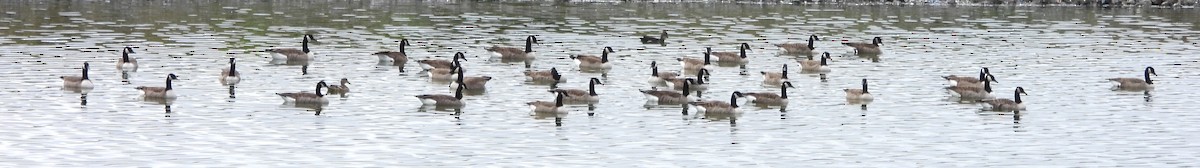 Canada Goose - ML643500060
