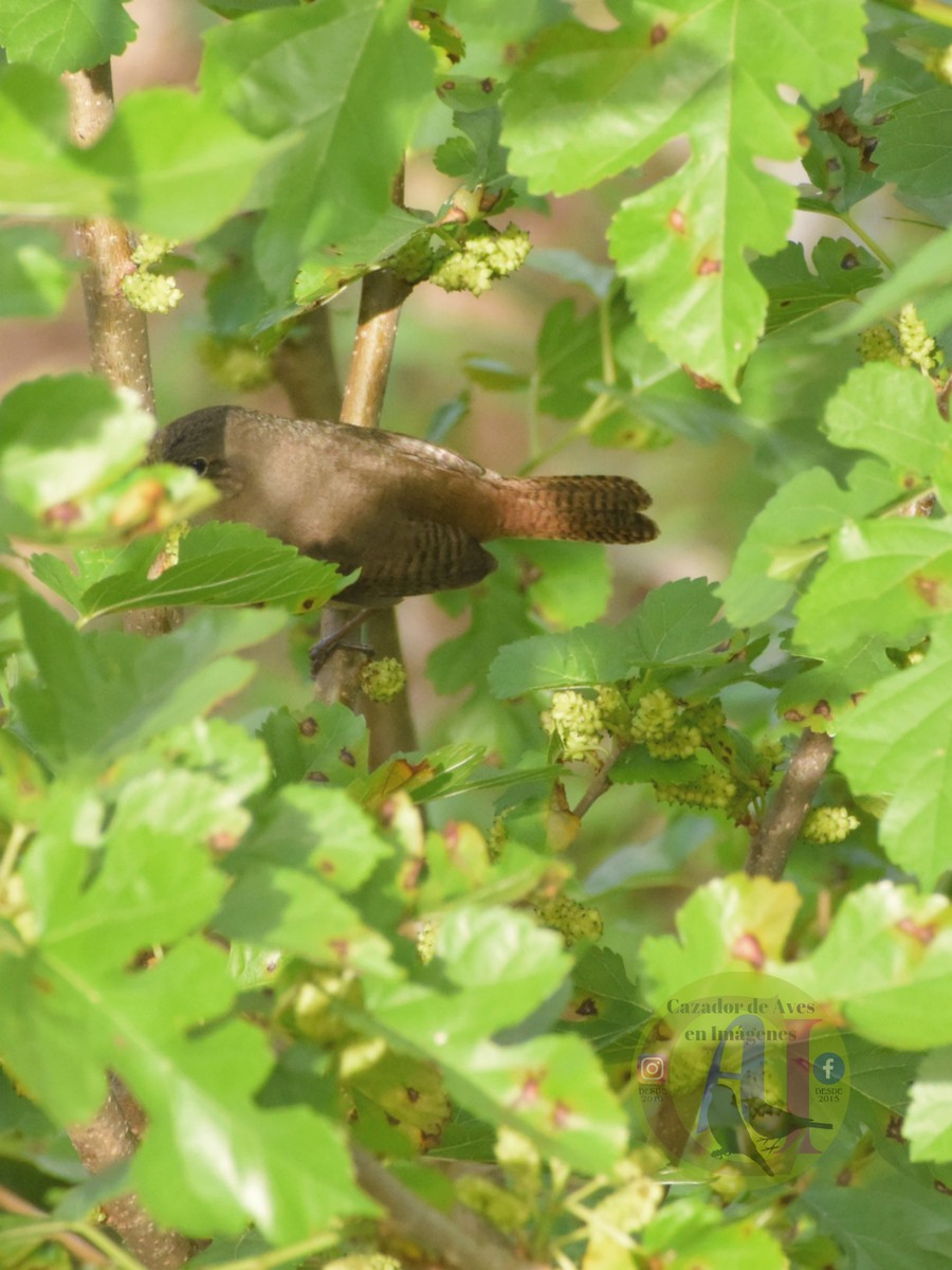 Southern House Wren - ML643500062