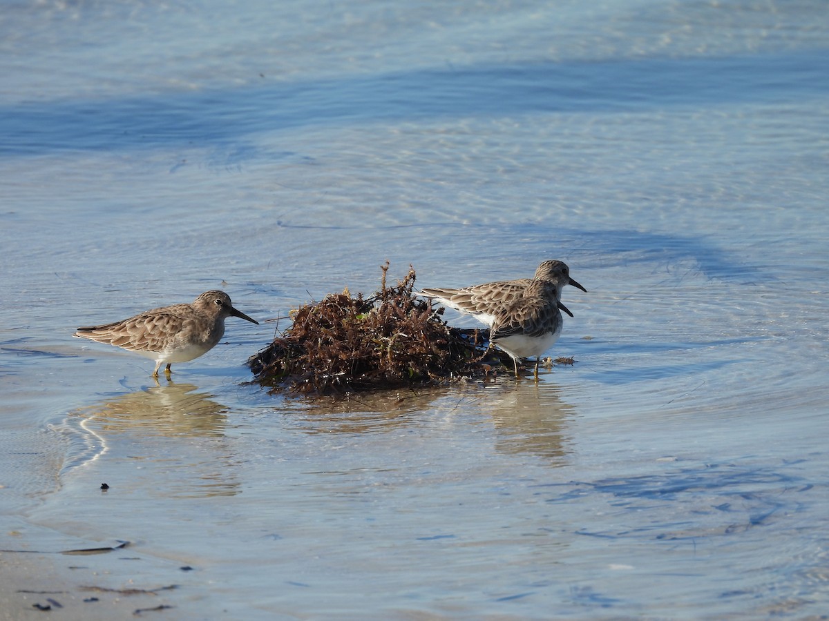Least Sandpiper - ML643500063