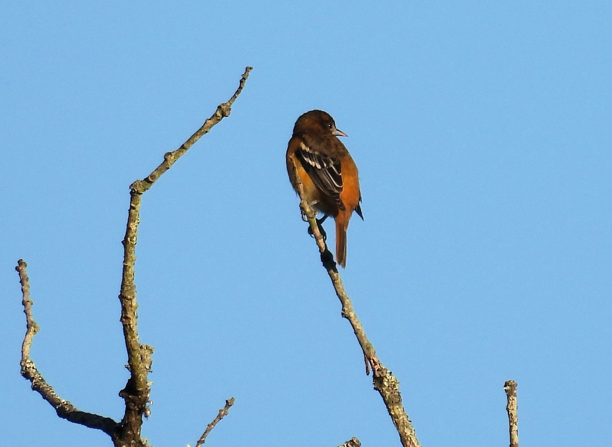Baltimore Oriole - ML643500064