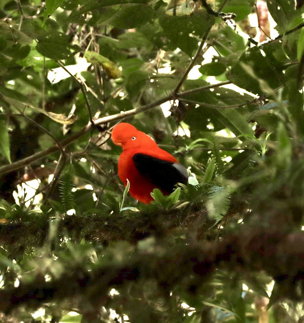 Andean Cock-of-the-rock - ML643500067