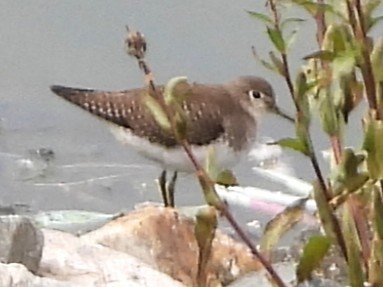 Solitary Sandpiper - ML643500068
