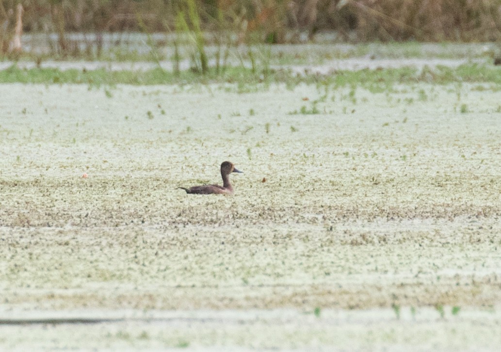 Ring-necked Duck - ML643500069