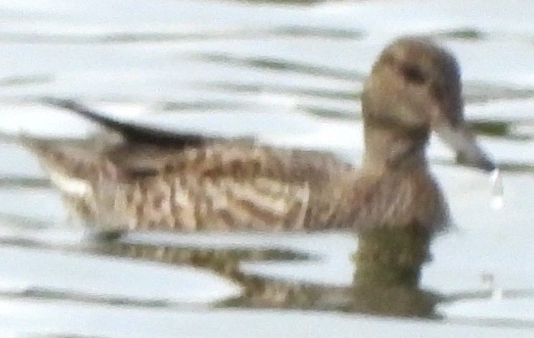Green-winged Teal - ML643500071