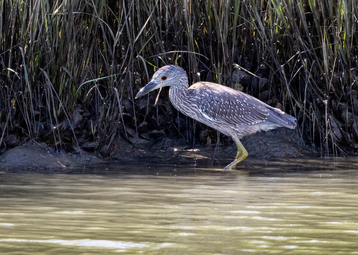 Yellow-crowned Night Heron - ML643500072