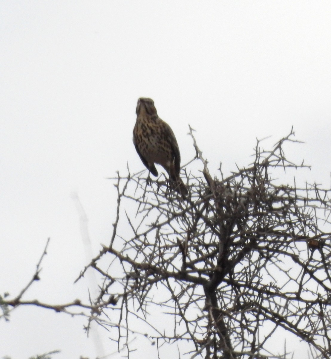 Sage Thrasher - ML643500073