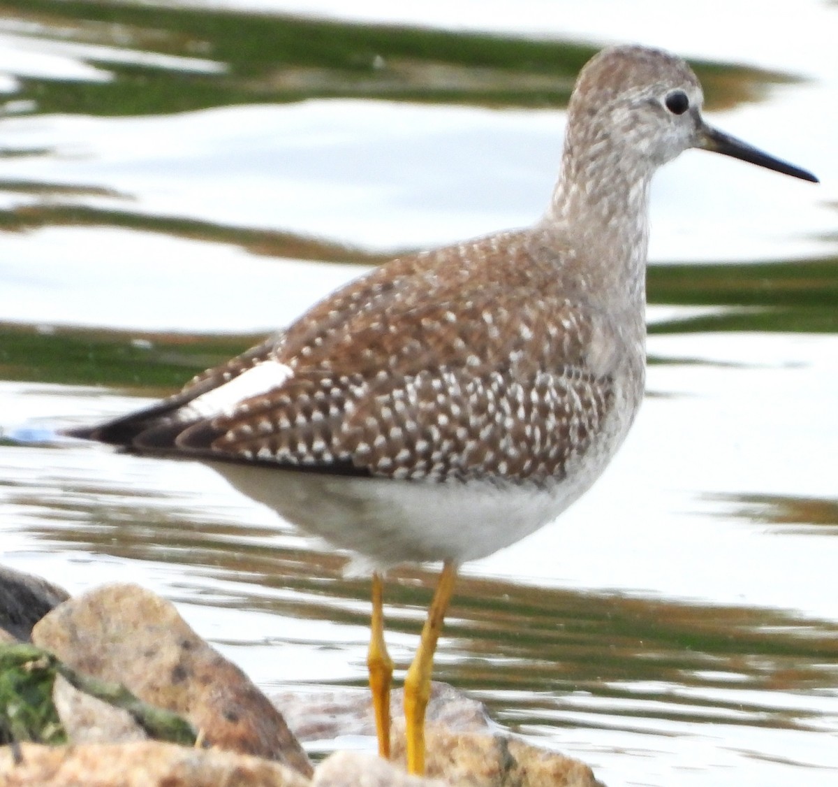 Greater Yellowlegs - ML643500080