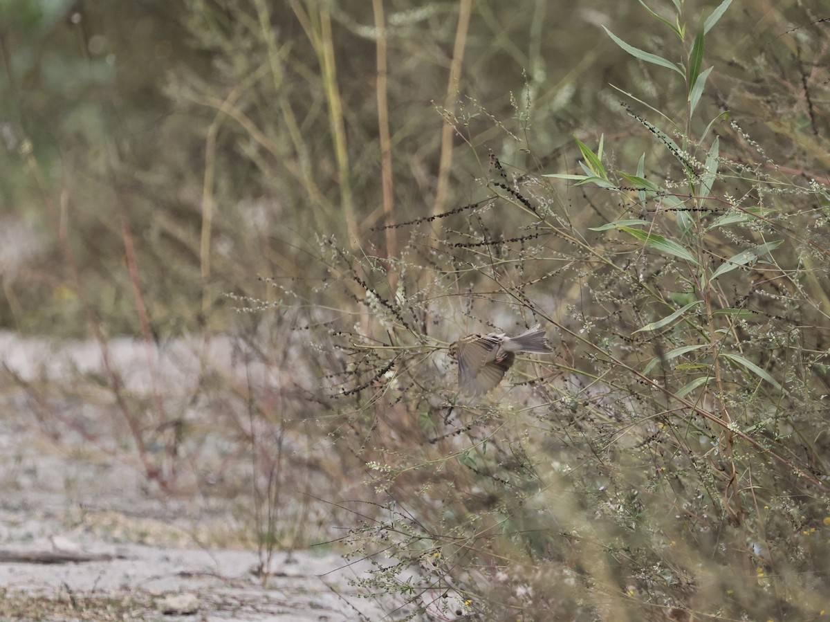 Clay-colored Sparrow - ML643500081