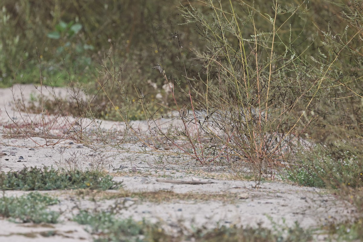 Clay-colored Sparrow - ML643500082