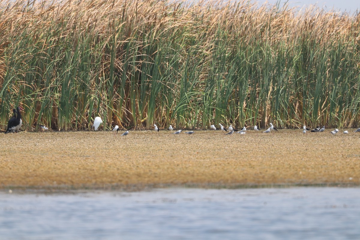 Spur-winged Goose - ML643500084